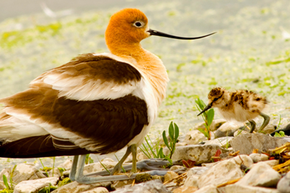 photographyTour/American Avocet with baby - 72 dpi.jpg, American Avocet with her babes